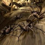 tarantulavswolfspiders_05.jpg