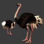 Jambo__Safari-Nintendo_WiiArtwork3413Ostrich.jpg