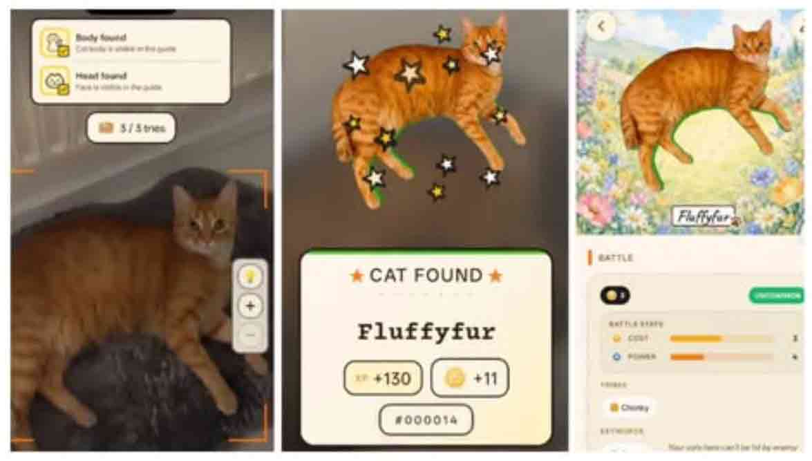 catch cat